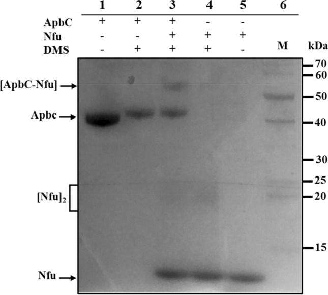 Fig.4 A heterodimeric ApbC-Nfu complex can be captured by cross-linking.
