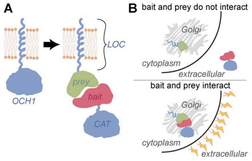 Fig.5 The G2H assay is based on the reassembly of a Golgi-resident glycosyltransferase.
