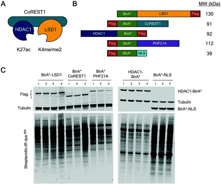Identification of LSD1/CoREST Associated Proteins Using BioID.