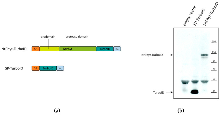 Identification of Phytaspase Interactors via the BioID Approach.
