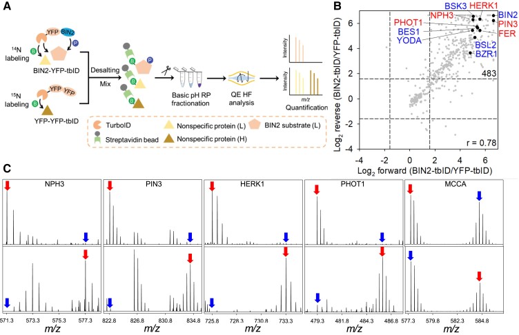 TurboID-Based Proximity Labeling Captures the Substrates of Kinases and Phosphatases.