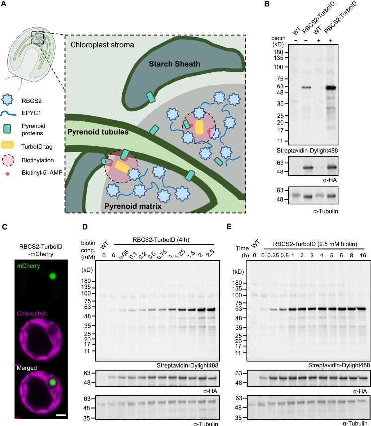 Phase-Separated CO2-Fixing Pyrenoid Proteome Determined by TurboID.
