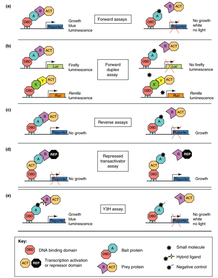Y2H methods and their applications to detect protein-protein or protein-small-molecule interactions.