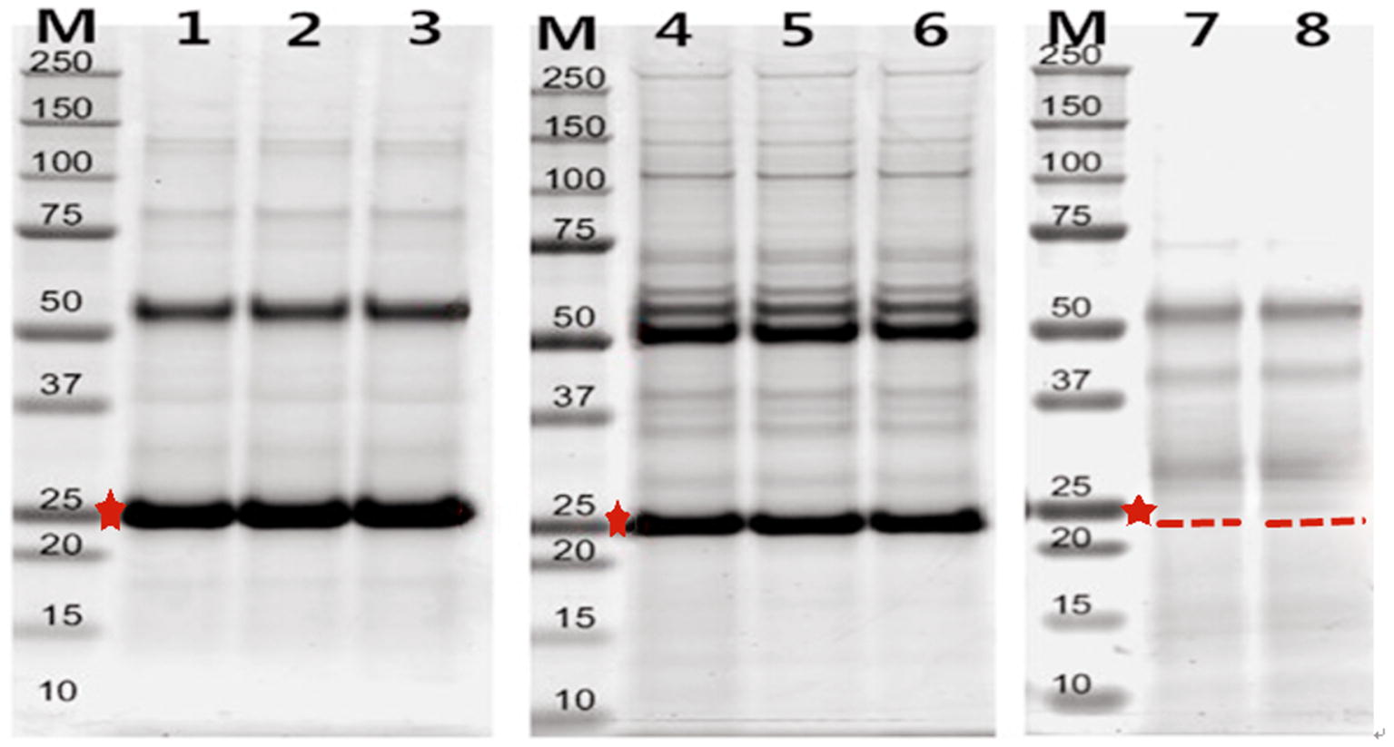 Fig.2 The BMPR-1B/FecB interacting proteins were efficiently and specifically screened via SDS-PAGE.