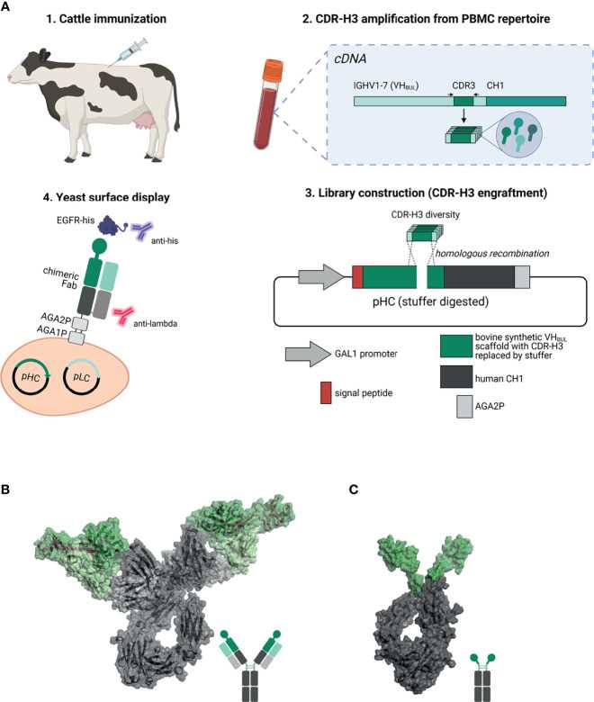 Study of Cattle-Derived Chimeric Ultralong CDR-H3 Antibodies Targeting EGFR. 