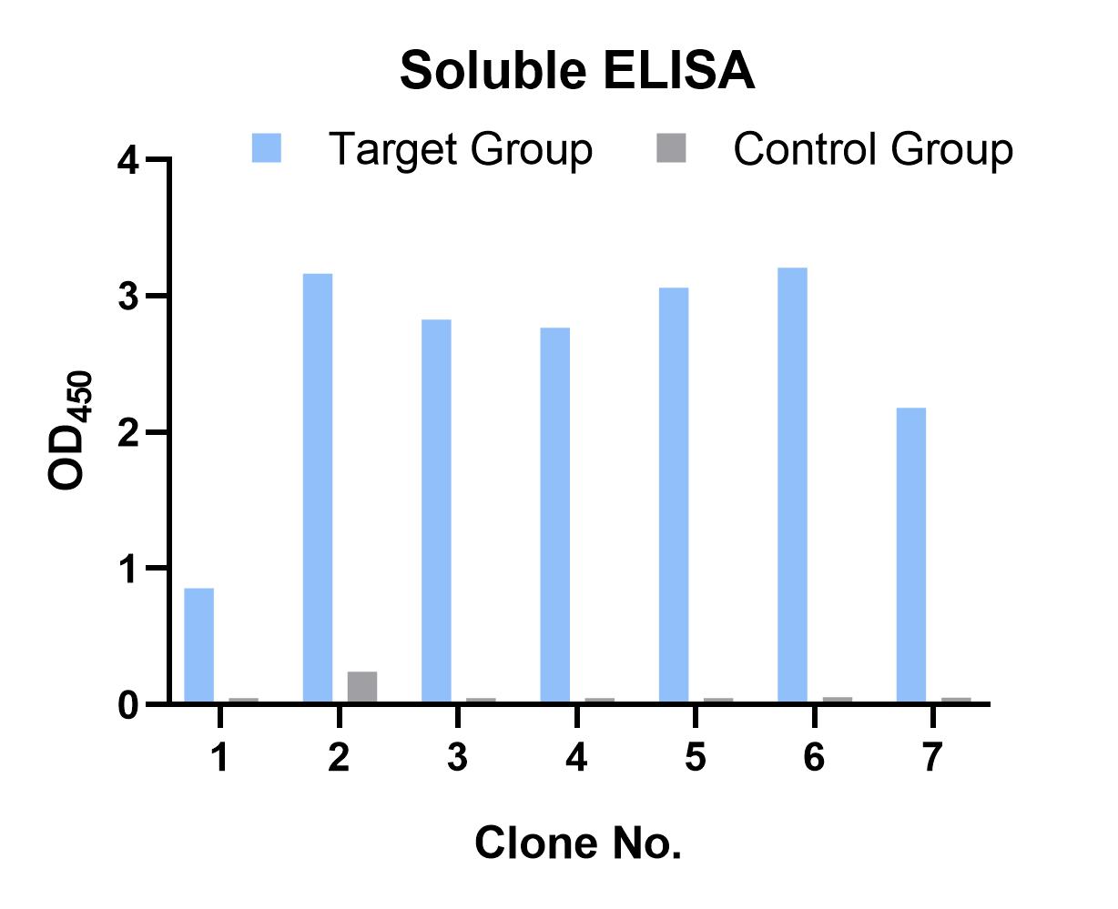 Fig 4. Illustration showing the positive clones binding to MHC peptides. (Creative Biolabs Original).