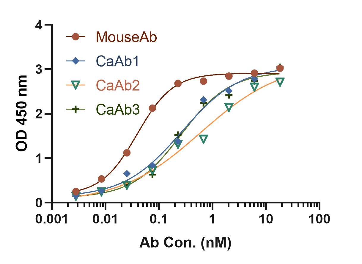 Fig 7. Graph showing antibodies binding activity after caninization. (Creative Biolabs Original)