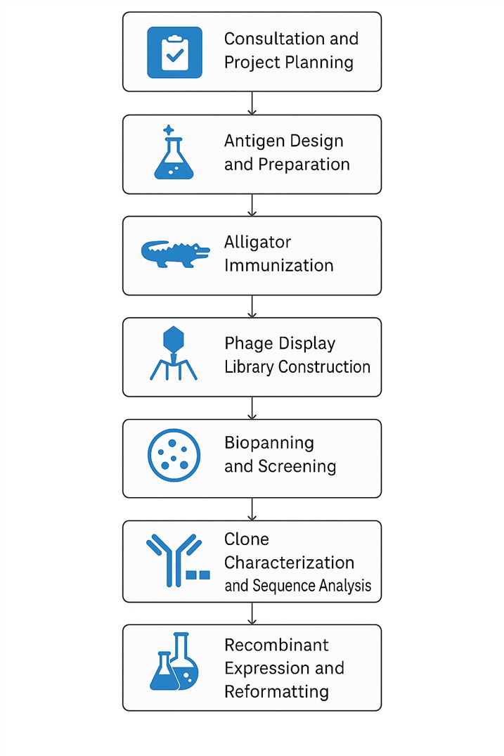 Fig.1 Phage Display Antibody Discovery Process. (Creative Biolabs AI)