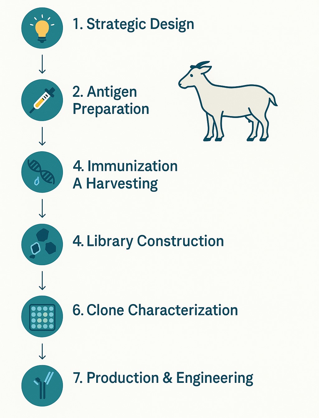 Fig.1 Workflow of Goat Monoclonal Antibody Development. (Creative Biolabs AI)