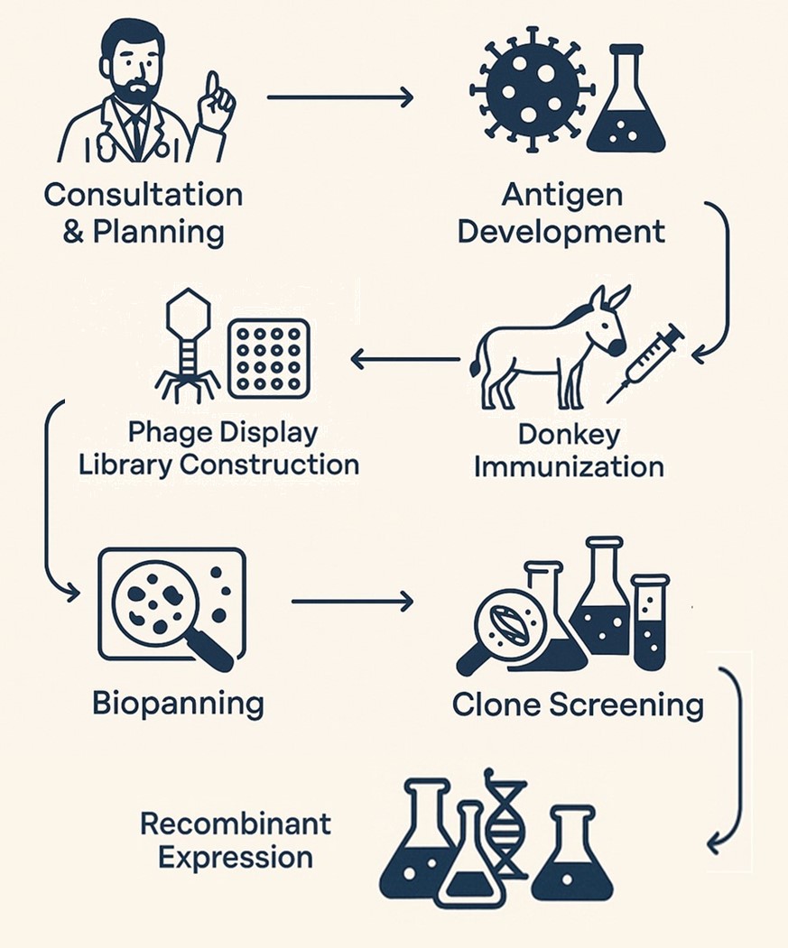 Fig.1 Donkey Monoclonal Antibody Production Workflow. (Creative Biolabs AI)