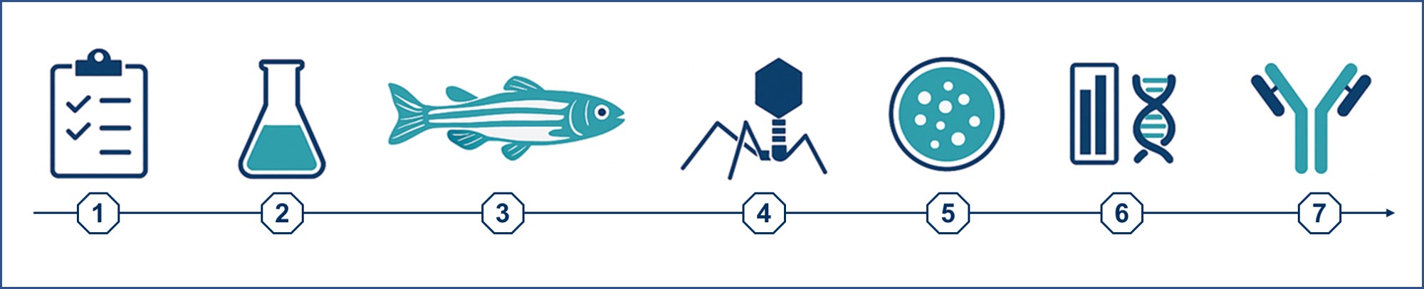 Fig.1 Zebrafish Monoclonal Antibody Development Pathway. (Creative Biolabs AI)