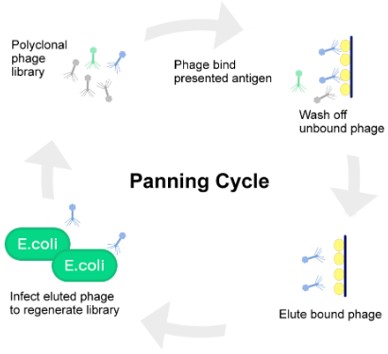 Phage display library selection. (Creative Biolabs Original)