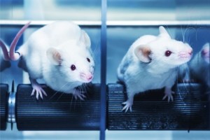 Fig 1. Mice. (Creative Biolabs Authorized)