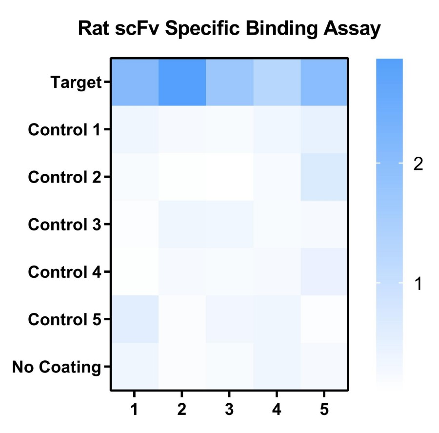 Fig 6. Case for rat antibody cross reaction. (Creative Biolabs Original)