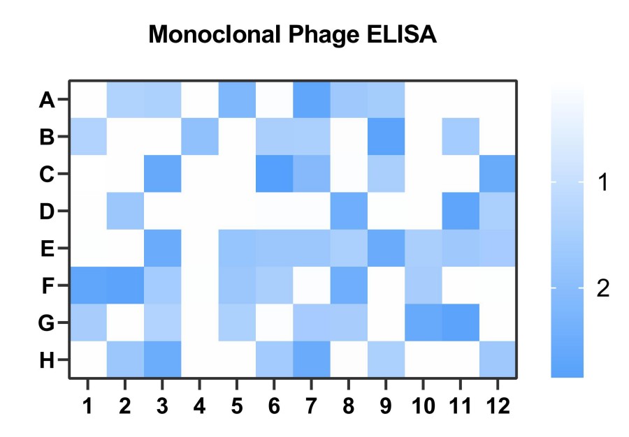 Fig 4. Case for phage based rabbit Fab antibody validation. (Creative Biolabs Original).