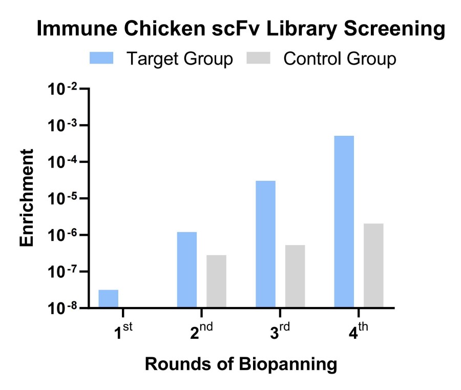 Fig 3. Case for chicken scFv antibody screening. (Creative Biolabs Original).