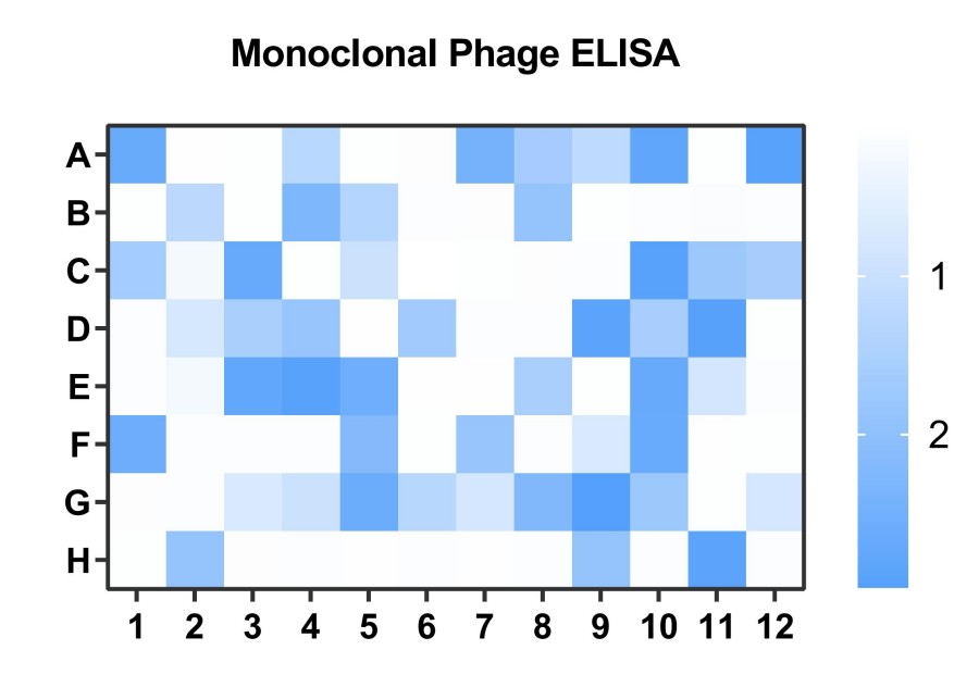 Fig 4. Case for phage based chicken scFv validation. (Creative Biolabs Original).