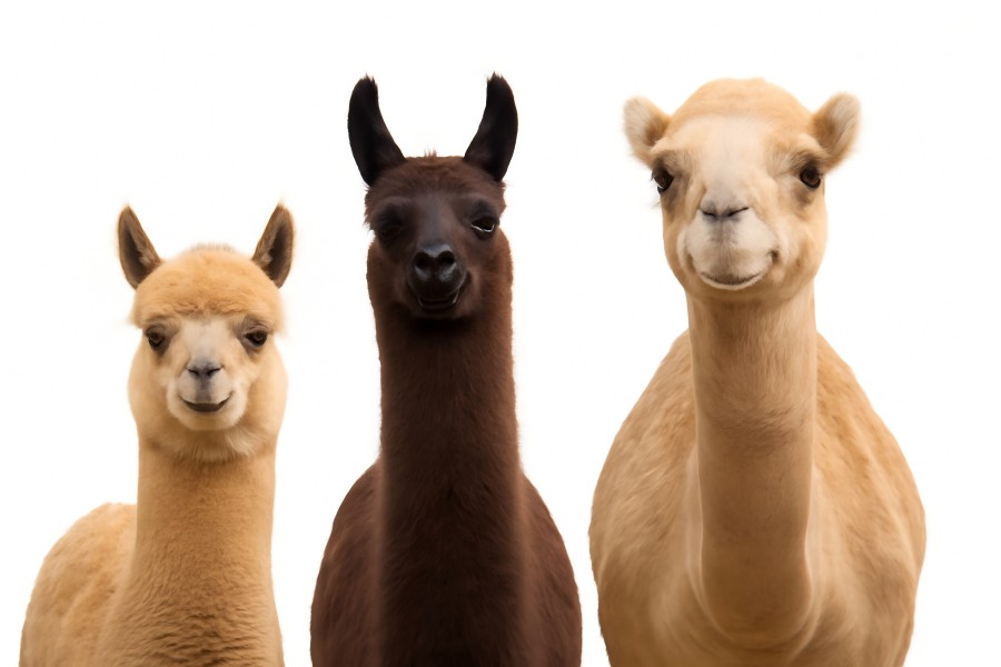 Fig.1 A graph demonstrating camelids. (Creative Biolabs AI)