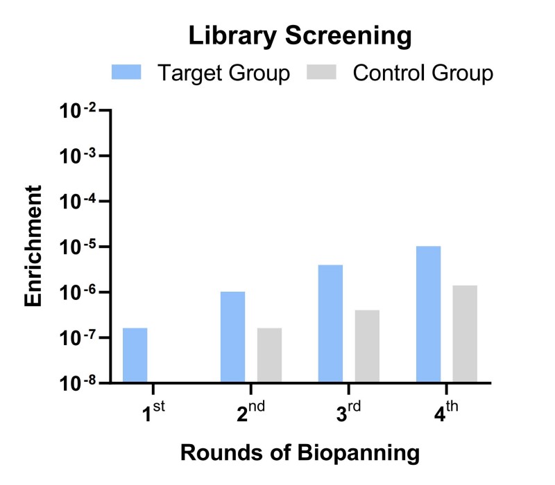 Fig 3. Ultra-CDR3 library screening. (Creative Biolabs Original)