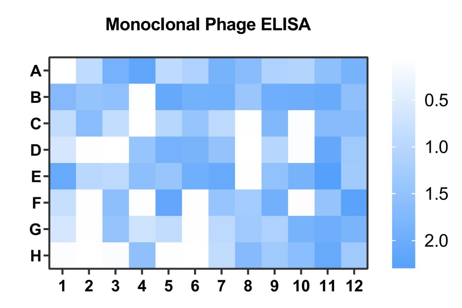 Fig.5 Monoclonal phage ELISA against target. (Creative Biolabs Original).