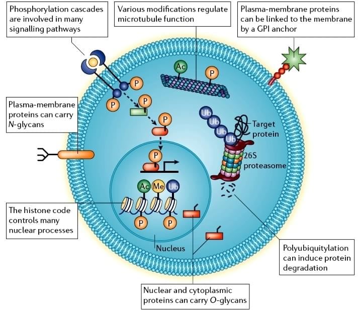 The major types of post-translational modifications (Jensen O. N. 2006)