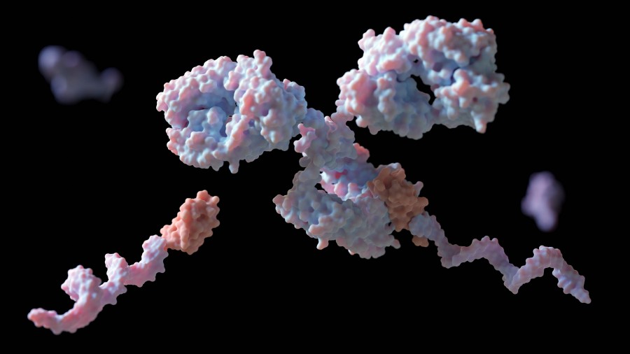 Fig 1. Picture showing antibody structure. (Creative Biolabs Original).