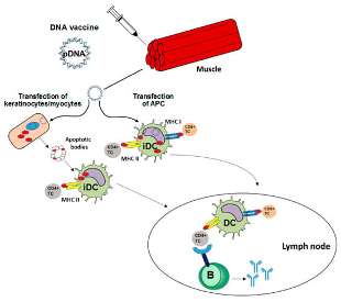 DNA used as immunogen.
