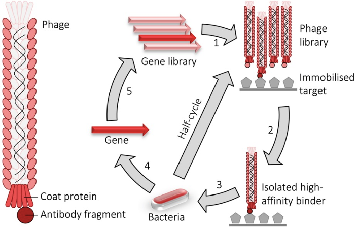 Phage Display Technology.
