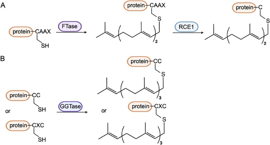 Reactions catalyzed by prenyl transferase enzymes. (OA Literature)