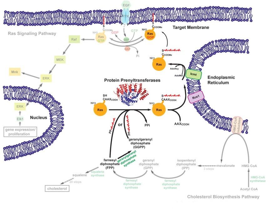 Functions of CaaX prenylation in the eukaryotic cell cycle. (OA Literature)