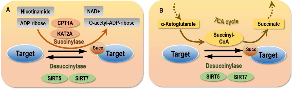 Schematic representation of the succinylation process. (OA Literature)