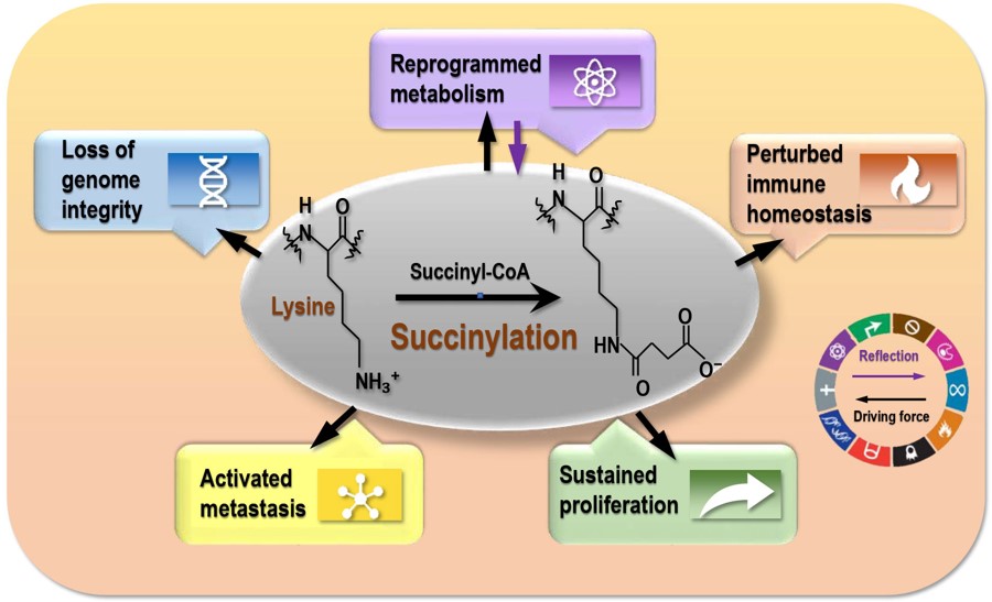 The driving role of succinylation on cancer hallmarks. (OA Literature)