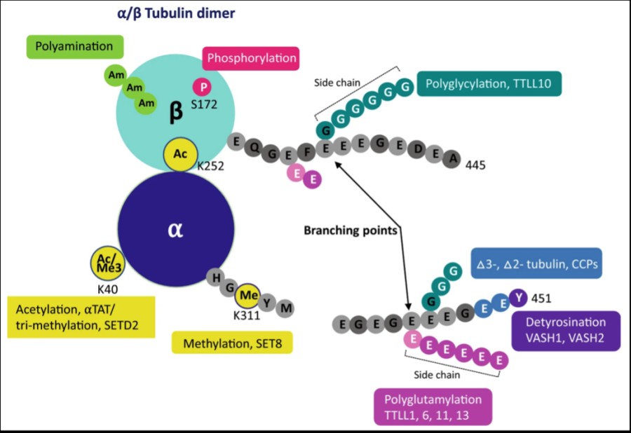 Fig. 1 Tubulin heterodimer consisting of α- and β-tubulin. (OA Literature)