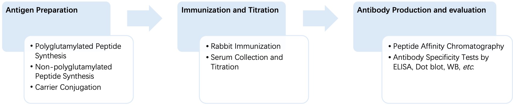 Fig. 2 General process of monospecific anti-polyglutamylation polyclonal antibody production. (Creative Biolabs Original)