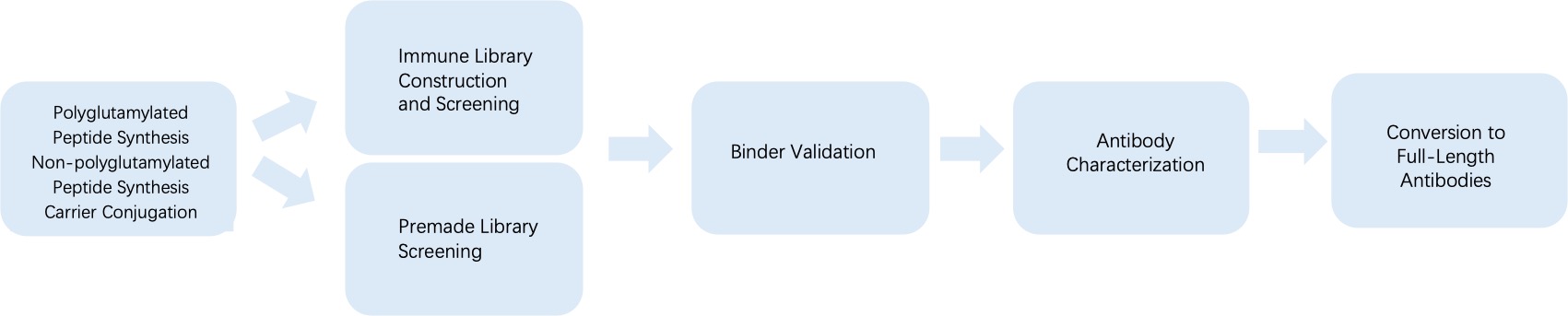 Fig. 3 General process of phage display for anti-polyglutamylation monoclonal antibody discovery. (Creative Biolabs Original)