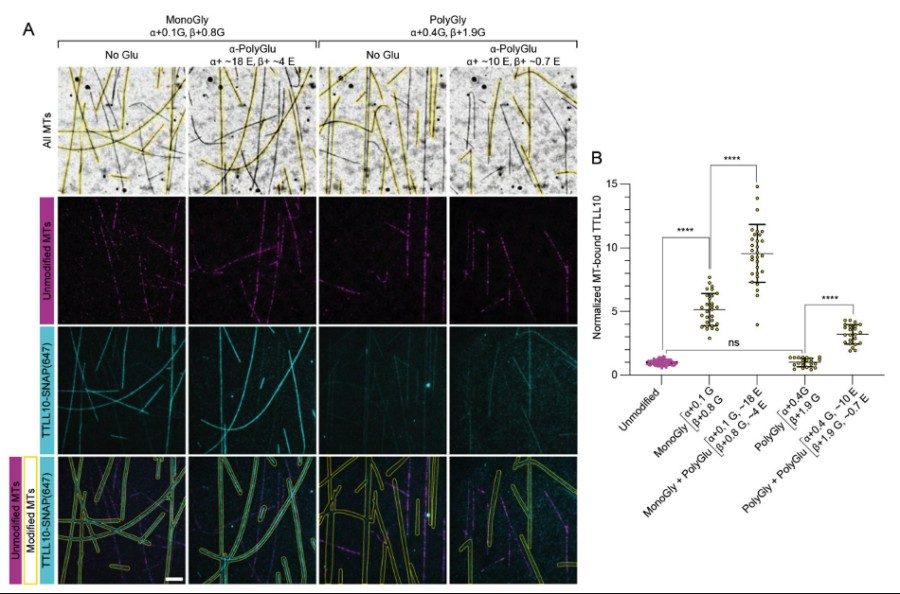 Fig.1 Effects of polyglutamylation and polyglycination status on microtubule binding of TTLL10. (OA Literature)