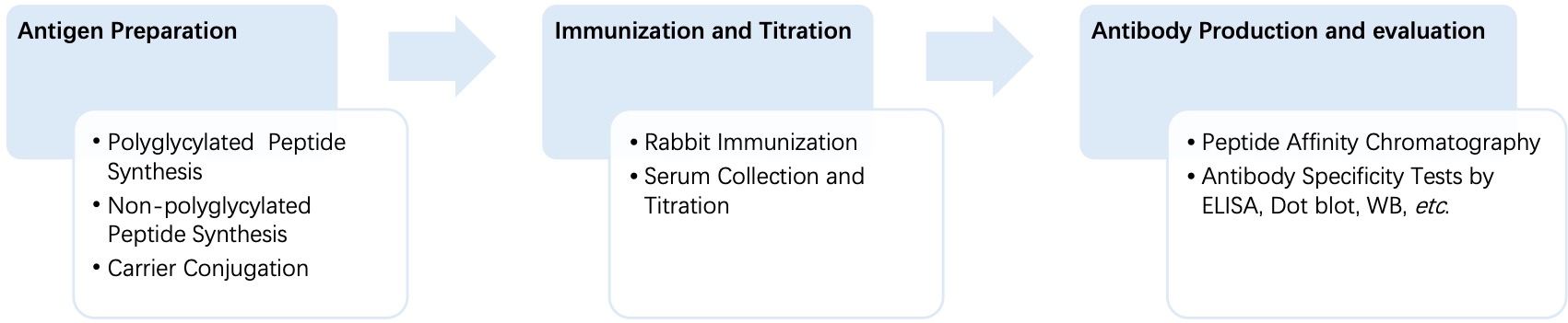 Fig. 2 General process of monospecific anti-polyglycination polyclonal antibody production. (Creative Biolabs Original)