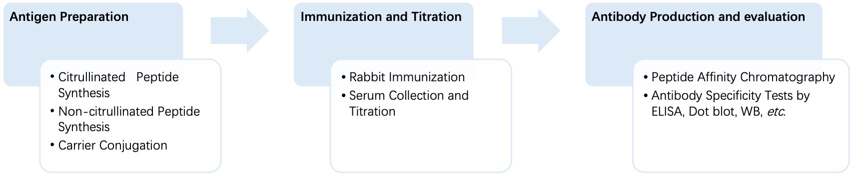 Fig. 2 General process of monospecific anti-citrullination polyclonal antibody production. (Creative Biolabs Original)