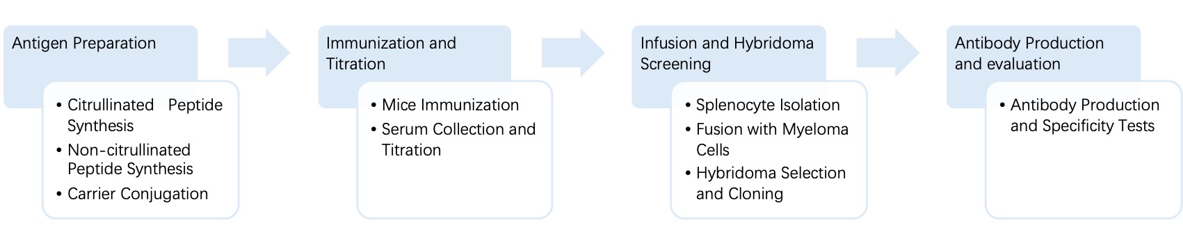 Fig. 4 General process of hybridoma for anti-citrullination monoclonal antibody discovery. (Creative Biolabs Original)