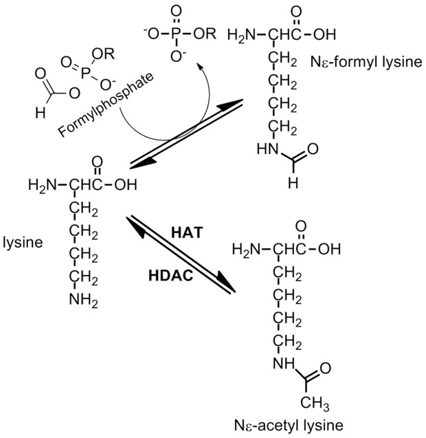 Formation of N-formyl lysine and acetyl-lysine.