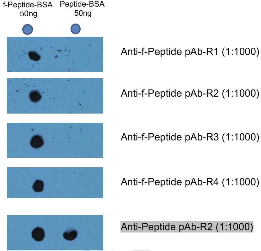 Dot blot test result of anti-formylated peptide monoclonal antibody. (Creative Biolabs Original)