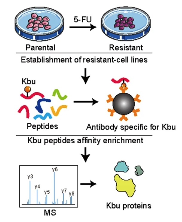 Fig. 1 Lysine butyrylome in 5-FU-resistant cell line KYSE150-FR and the parental cells KYSE150. (OA Literature)