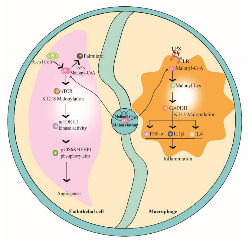Fig. 1 Malonyl-CoA and its regulation in malonylation. (OA Literature)
