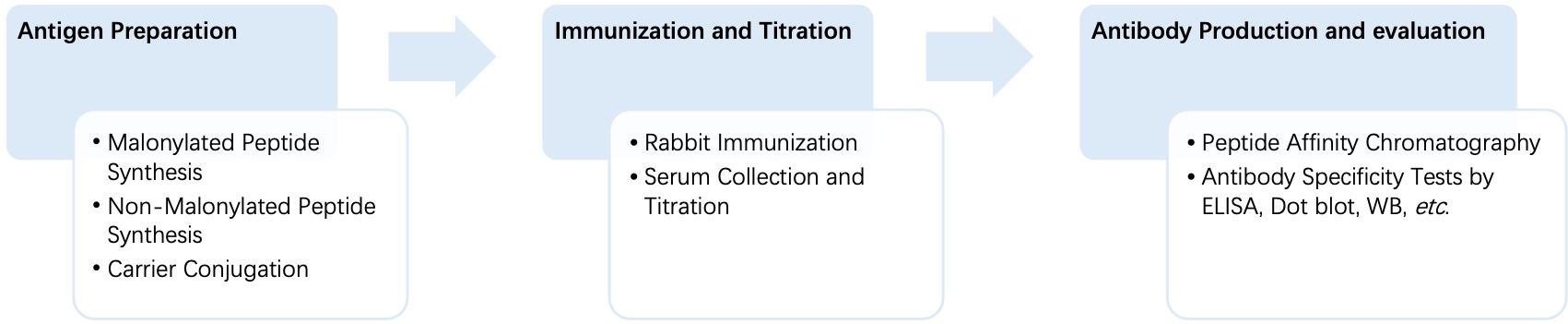 Fig. 2 General process of monospecific anti-malonylation polyclonal antibody production. (Creative Biolabs Original)