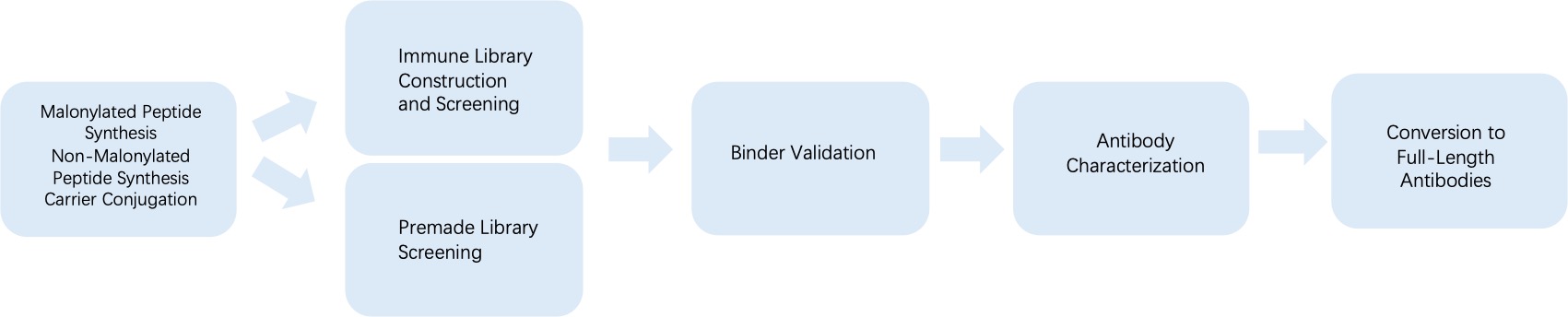 Fig. 3 General process of phage display for anti-malonylation monoclonal antibody discovery. (Creative Biolabs Original)