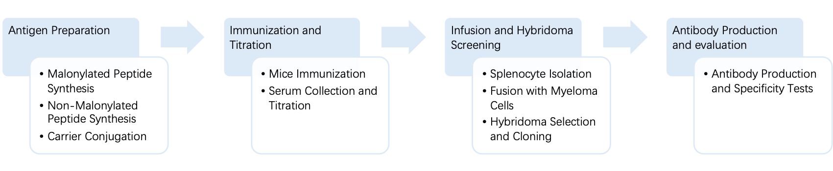 Fig. 4 General process of hybridoma for anti-malonylation monoclonal antibody discovery. (Creative Biolabs Original)