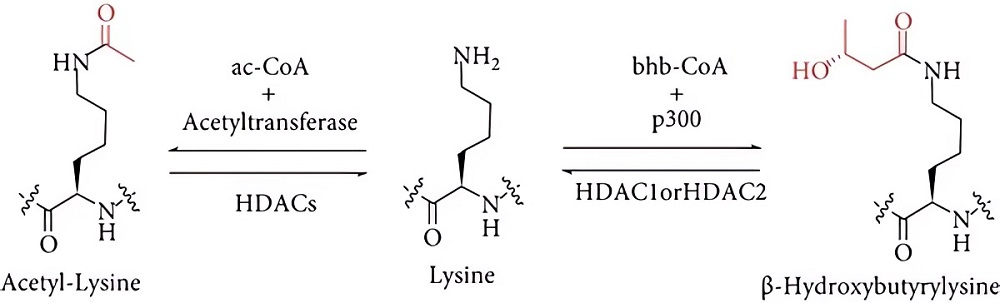 Overview of the KBHB Pathway driven by a product of lipid metabolism, BHB. (OA Literature)