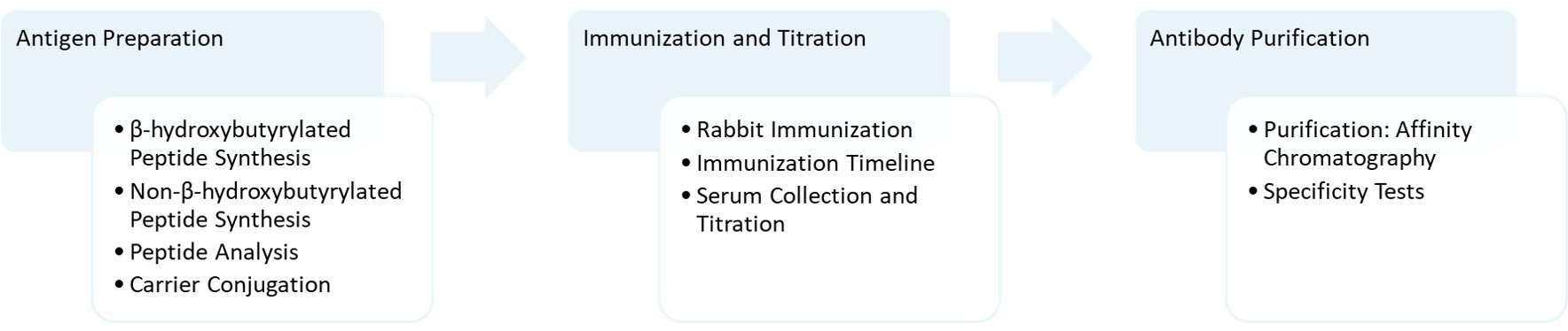 Workflow of monospecific anti-β-Hydroxybutyrylation polyclonal antibody production. (Creative Biolabs Original)