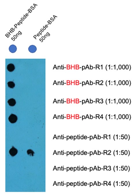 Dot blot test result of anti-β-hydroxybutyrylated peptide monoclonal antibody. (Creative Biolabs Original)