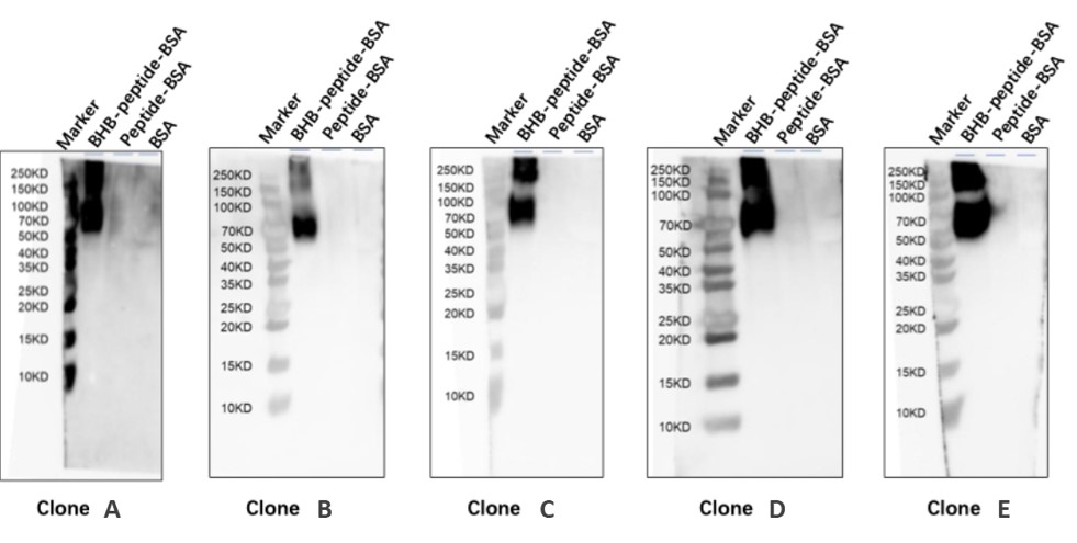 WB analysis result of anti-β-hydroxybutyrylated peptide monoclonal antibody. (Creative Biolabs Original)
